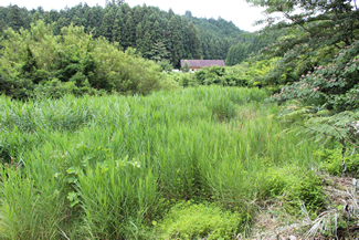 7月の共同作業日には、ヨシの刈り払いをして、水路の水面を露出させた。上は作業前、下がほぼ作業終了時の様子。