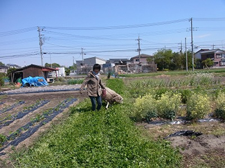 第30回で紹介した「みんな畑」は、すぐ近所にある。写真は、クローバーを食べに遊びに来た、羊のアマエルくん。（NPOみつばち百花提供）
