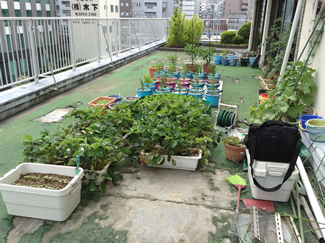 屋上菜園の様子。右は、前年の土をひっくり返して、骨粉・米ぬか・鹿沼土を混ぜて、萌え米のための土づくり。（NPO法人リコリタ提供）