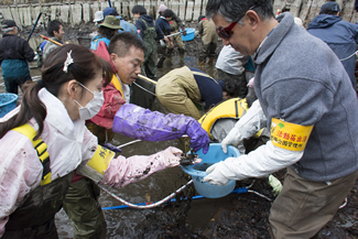 かいぼりで外来魚の捕獲をする井の頭かんさつ会のメンバーたち。