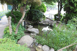 ビオトープ近景。池を中心に、水草や木々が生えている。