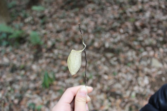 羽化して中身のない、マユガの繭。「どうやって出ていったかわかるかな？」と問いかけるスタッフ。見ているだけだとなかなかわからないが、指で押すとパカッと口を開くのがわかる。