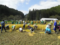 東日本大震災の被災地である宮城県南三陸町を訪れるフィールドスタディツアーでは、「ふゆみずたんぼ」（冬期湛水水田）の再生・復興に取り組む活動に参加した（2014年年10月11日～13日）。