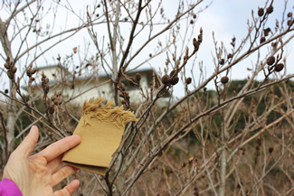 落葉樹のオオバヤシャブシは、木としては一番乗りで生えてくる。根に根粒菌を共生させることで、栄養の乏しいやせた土地でも生育できる。実や枝は、草木染めの材料にも使われる。