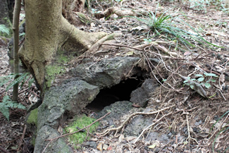 溶岩層の上に根を張る木々。割れ目があったり薄いところがあったりすると根を伸ばして張り出していく。厚いところでは割れずに横に張り出していくだけだから、高く生長すればそれだけ不安定になる。