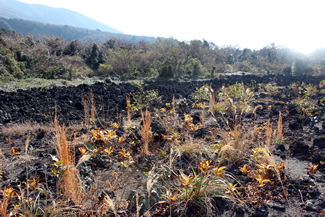 奥に蔓植物が迫っている緑色、真ん中は黒いゴツゴツ溶岩、手前には泥をかぶって生えてきた植物。