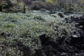 対岸の森から這い出してきている蔓植物。