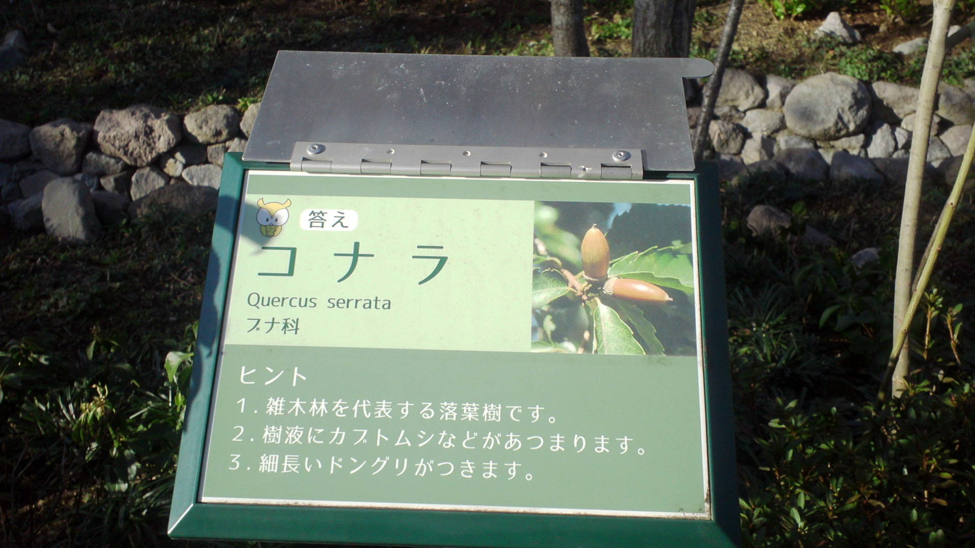 クイズ仕立てで木の名前を問うネームプレート。樹相や樹皮などをじっくりとみて考えてもらうための仕掛けだ。