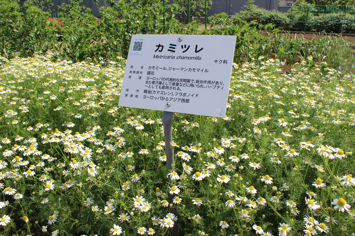 カミツレ畑