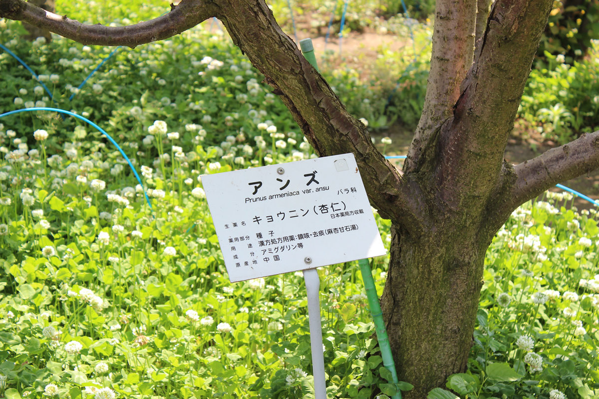 アンズの木