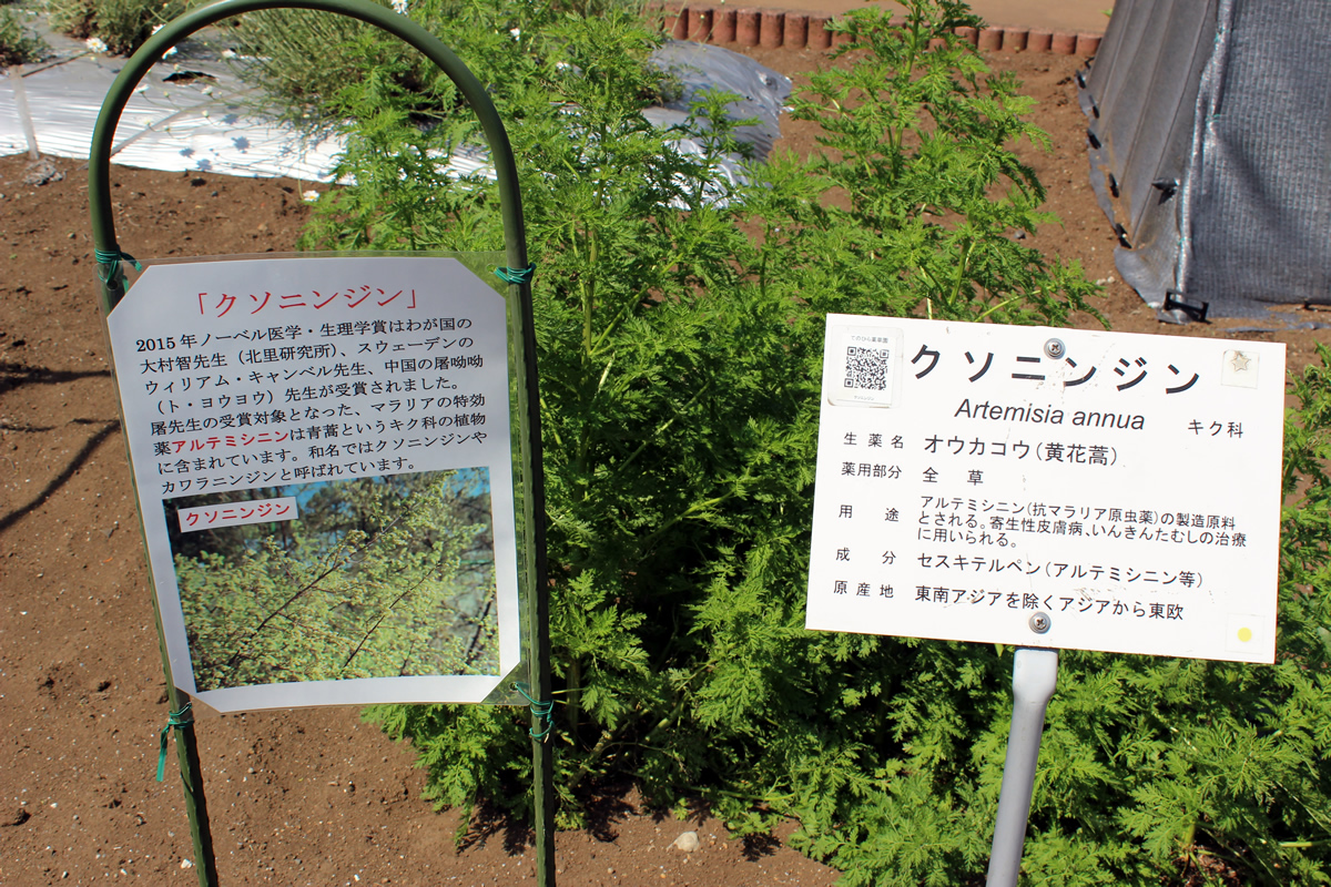 クソニンジンと説明板。2015年のノーベル医学賞の研究対象となった薬用植物との説明が表示されている。
