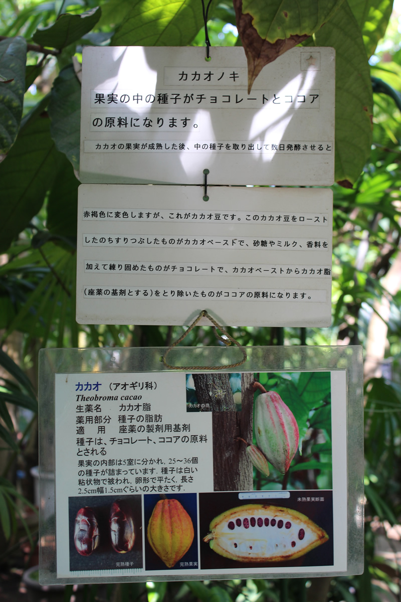 温室の中にはカカオの実が垂れ下がっているのも見られる。木の幹には「実がなっています」と表示する矢印型の案内がぶら下がり、ちょうど目線の高さには、果実の中の種子がチョコレートとココアの原料になるとの解説も表示される。