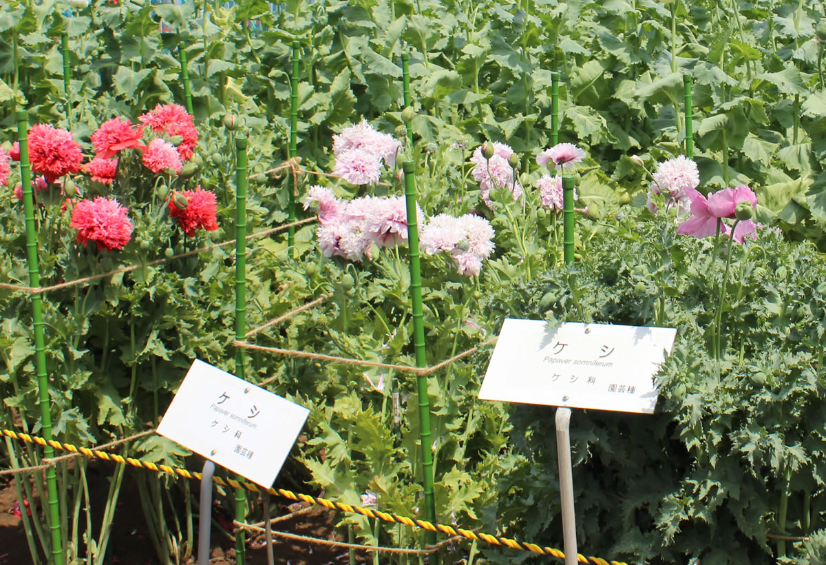 八重咲きの赤や紫の花は、園芸品種。日本では栽培等が規制されているが、海外には法律で規制されていない国もあり、それらの国々で園芸用に品種改良が重ねられている。