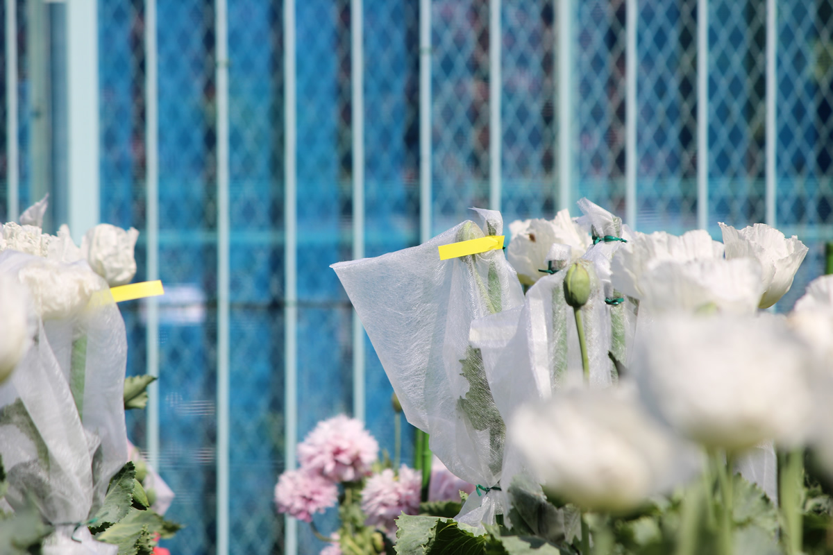 種を採るケシの花には、交雑を防ぐための袋を被せてある。これらは一つ一つ職員が受粉作業をしている。