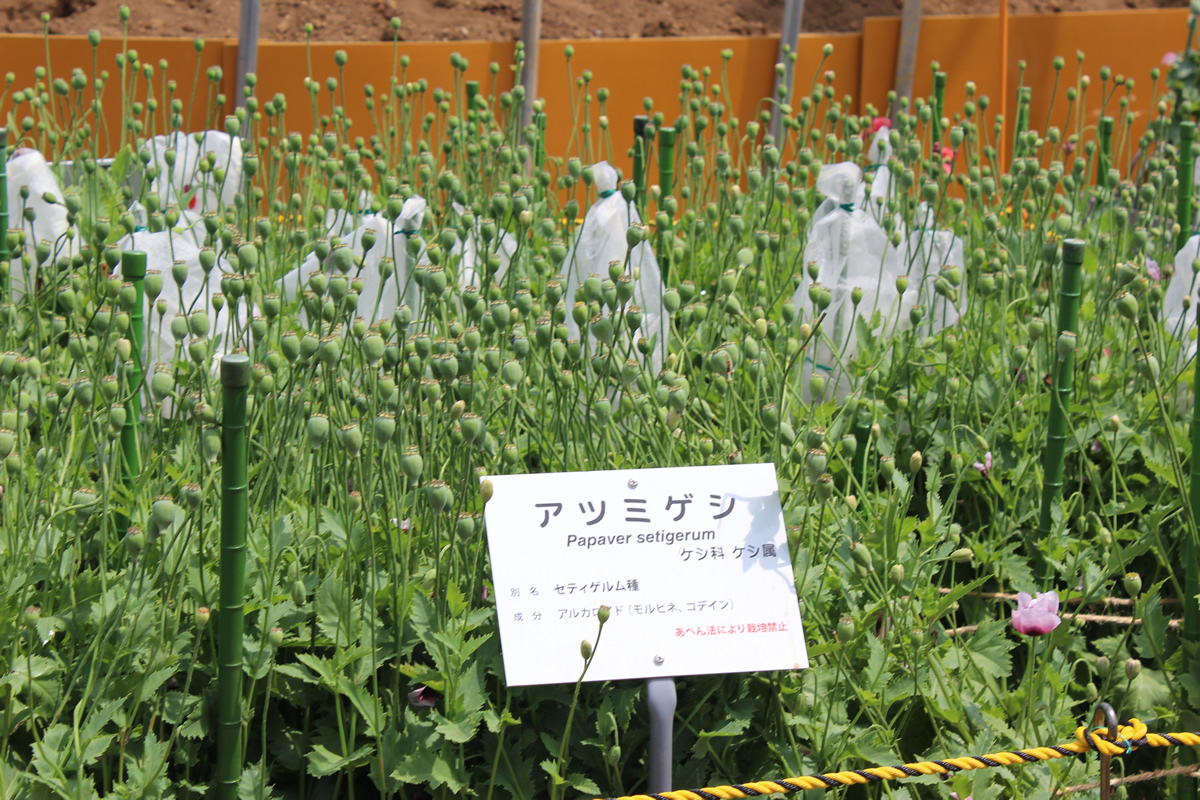 花期を終えてケシ坊主をつけるアツミゲシ。