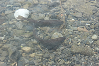 朝届いた活魚を生け簀に放流。