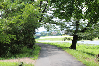多摩川沿いの桜並木。今の季節は緑一色だが、春先の花の季節にはさくら色のトンネルの中をくぐり抜けていくことになる。夜には提灯に照らされて夜桜が映えるという。