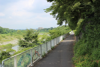 多摩川沿いの桜並木。今の季節は緑一色だが、春先の花の季節にはさくら色のトンネルの中をくぐり抜けていくことになる。夜には提灯に照らされて夜桜が映えるという。
