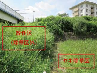 ヤギ除草区と放任区の比較（27年8月）（UR都市機構提供）
