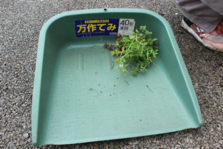 農具の「万作てみ」は、落ち葉掃きや草取りなどで重宝する。