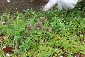 ヒメオドリコソウは、くすんだ薄紫色の花を付けて、塊になって生えてくる。写真のうしろで一面に花咲く青色の小さな花・オオイヌノフグリも外来種だが、取った跡にも生えてくるので、現在では抜いていない。