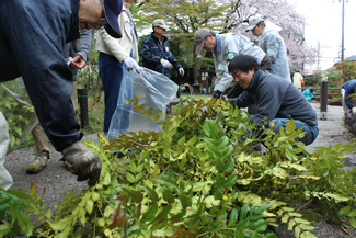 植込みのヒイラギナンテンも枝が混んできたため、風通しをよくするため刈り込む。