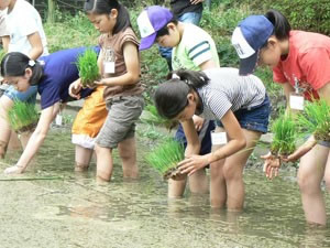 田植え（提供：府中市郷土の森博物館）。