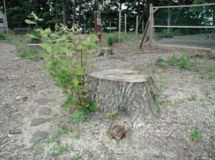 コナラの切り株から萌芽が伸びてきた。（福生萌芽会提供）