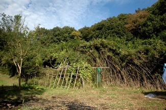畑をおおいつくすシノのやぶ。かつては手前の草地もシノにおおわれていたが、里山農業クラブのメンバーが十数年間かけて今の位置まで後退させた。この奥にやぶが続いている。