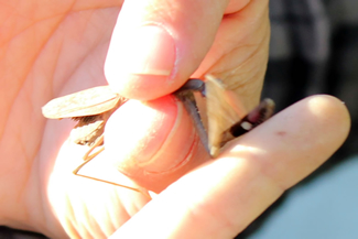 つまんだ指の間で鎌をふりまわして暴れるオオカマキリ。