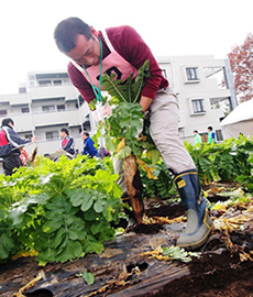 大根を引っこ抜くときには、葉の下の大根の白い部分をつかんで、ひざの屈伸を利用して、真っ直ぐ上に引くようにして抜く。長いので途中で折れやすいのだが、競技大会では2本を折ってしまうと失格になる。（提供：練馬区、第10回大会より）