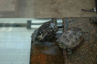 自然観察舎の中に飼育展示されているクサガメ。