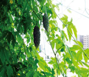 みどりのカーテン