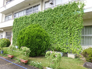 みどりのカーテン