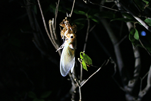 セミの羽化の観察会