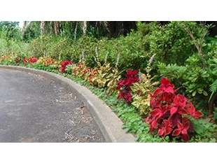 花いっぱい運動推進事業